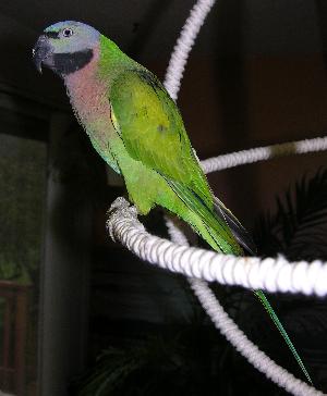 RA