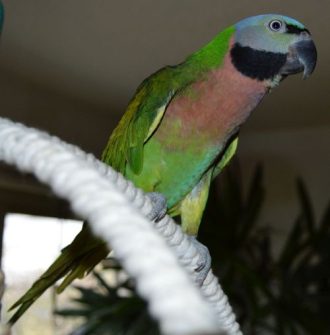 SHERBERT